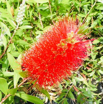 Piante & sementi: 10 samen Tropischer Busch "CALLISTEMON CITRINUS" + Anweisung – Nuovo e nell'imballaggio originale da Rovio venduto da POSITIFFARTandPLANTS 4