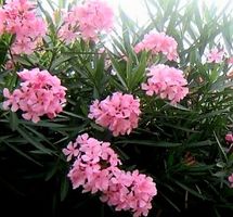Ab 15.- CHF 50 Samen NERIUM OLEANDER Rosé