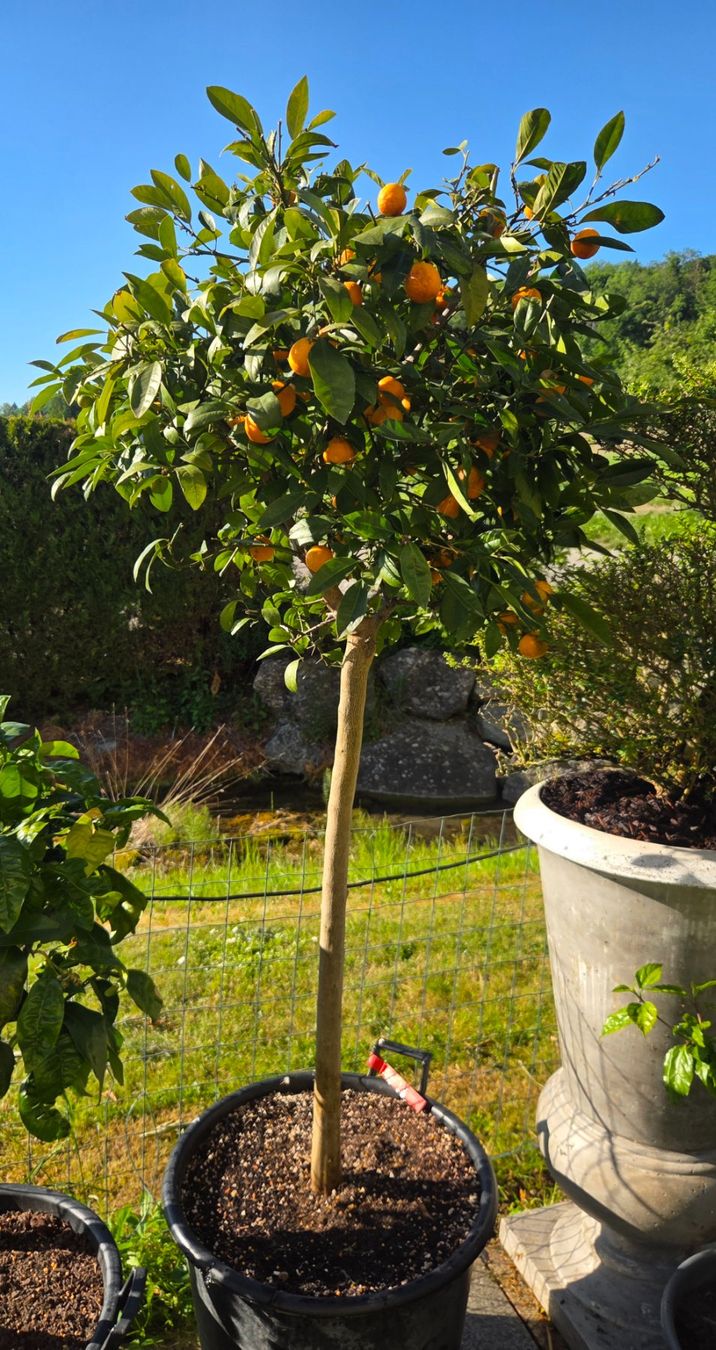 Pflanzen & Samen: zitrus mandarine baum 1m80 – Gebraucht aus Unterlunkhofen von tomnova
