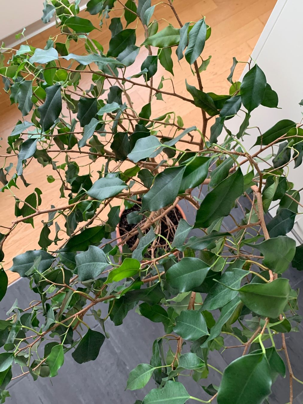 Pflanzen & Samen: kräftiger, gesunder Ficus Benjamini Birkenfeige – Neu (gemäss Beschreibung) aus Auenstein von mar_8mxd 3
