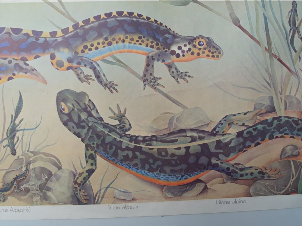 Poster & Bilder: Bergmolch (Triturus alpestris) Tritone alpine Poster – Gebraucht aus Härkingen von sammelbecken 3