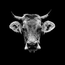 Profile image of rokrE1