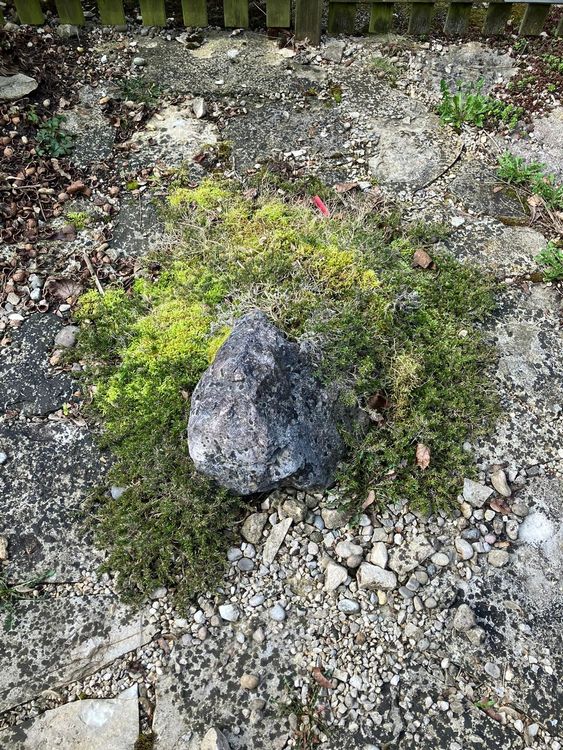 Große Steine und Pflanze zu verschenken Kaufen auf Ricardo