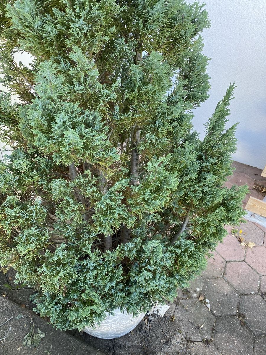 Pflanzen & Samen: Grosse Thuja – Gebraucht aus Galgenen von Testus 4