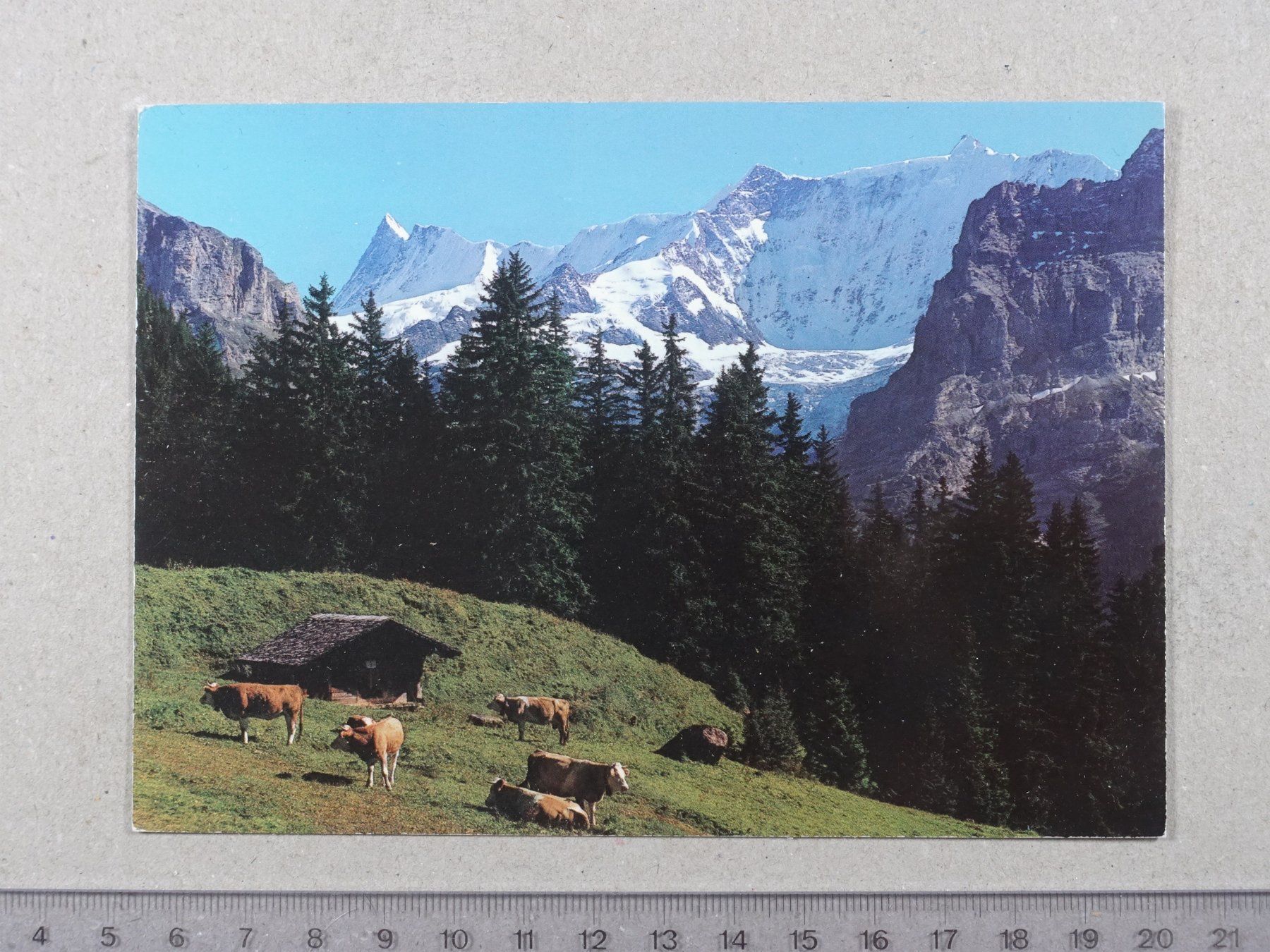 Ansichtskarten: Grindelwald, Kühe – Gebraucht aus Lenzburg von fh1