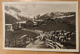 Latsch Heimkehr der Schafe um 1925