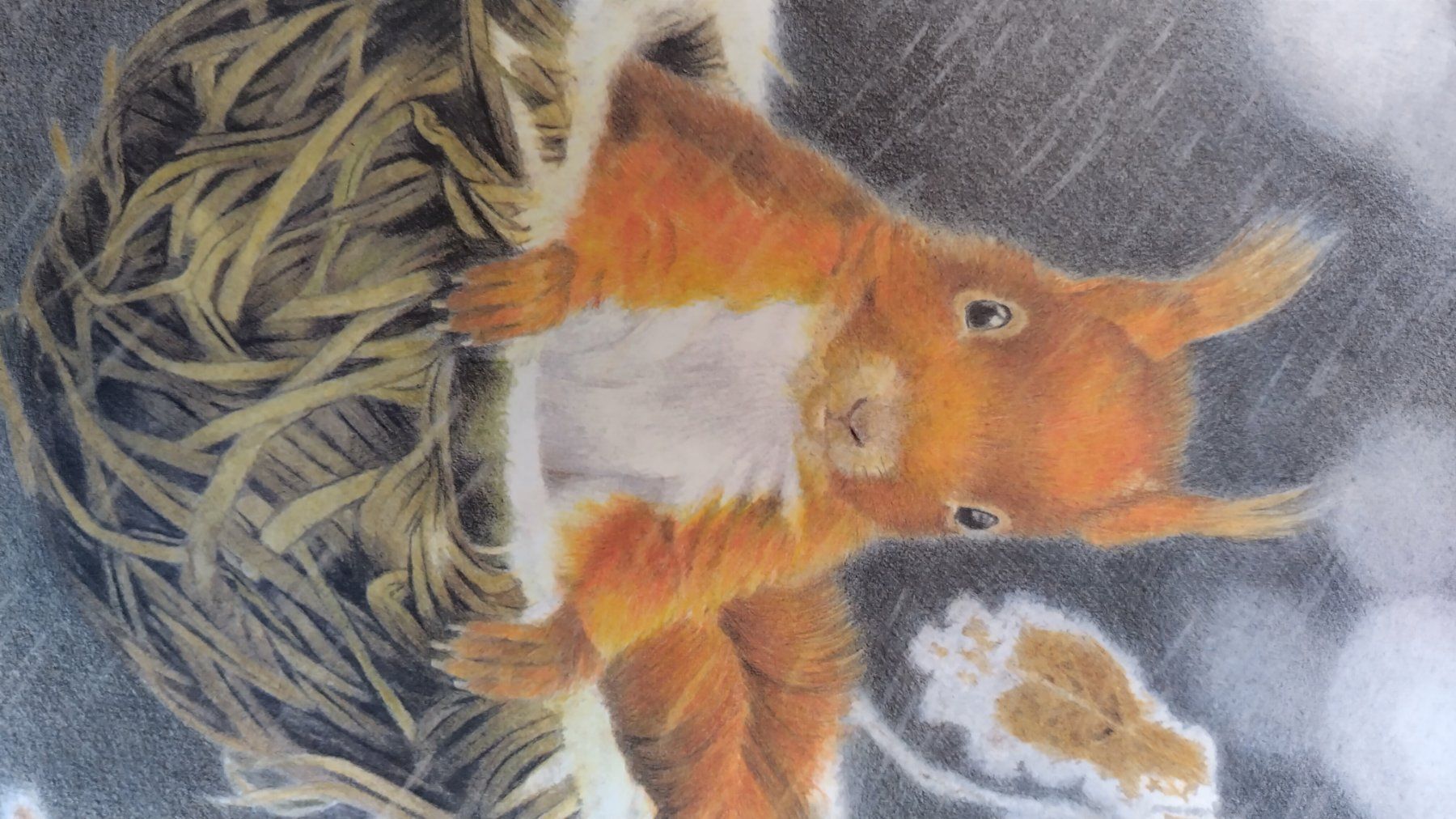 Libri: Eichhörnchenverstecke / Eichhörnchen Bilderbuch ab Fr. 8.- – Usato da Bellach venduto da JingleJerry 6