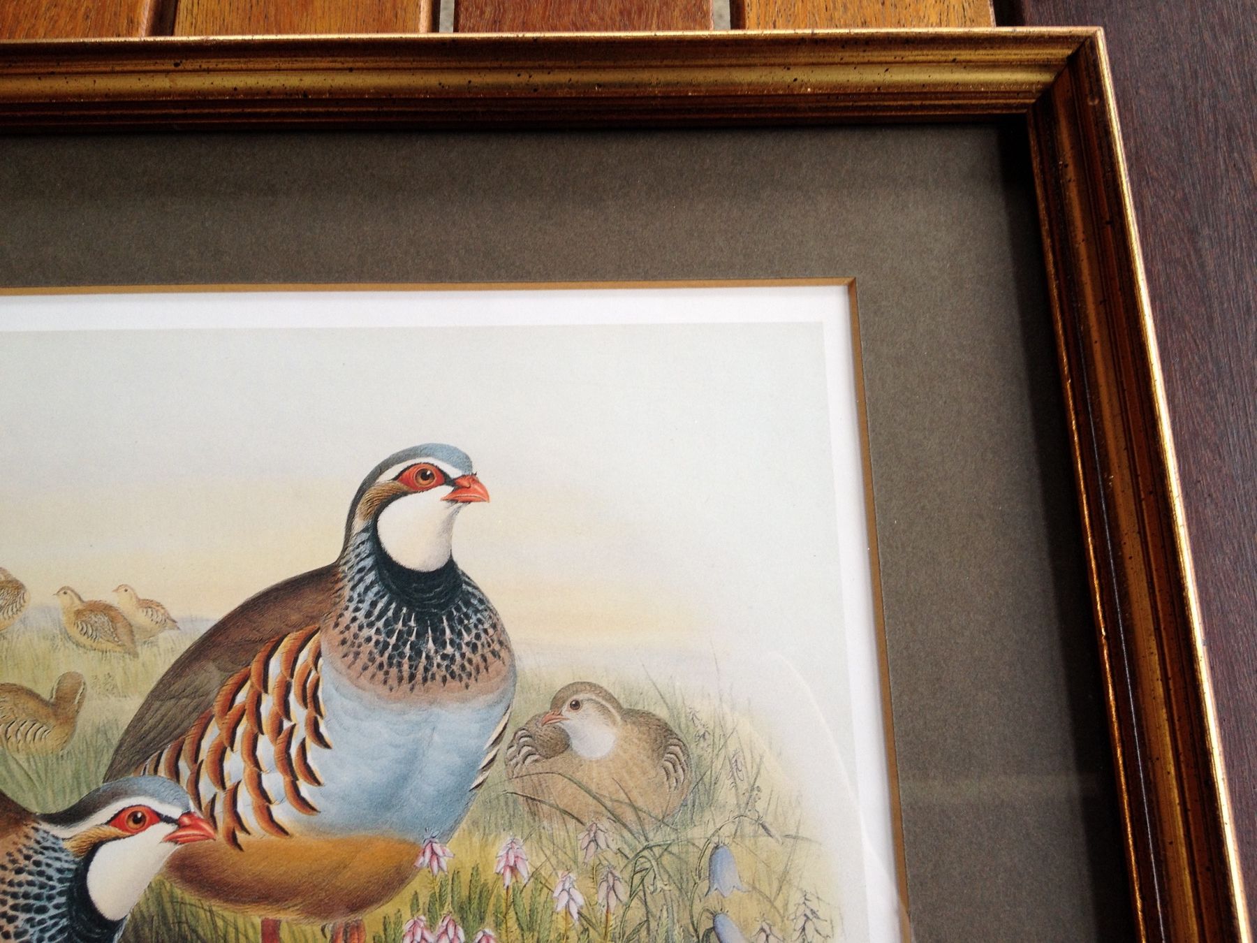 Foto & Immagini: Schönes Bild John Gould - 🦚 – Usato da Erlenbach ZH venduto da Ritschly 5