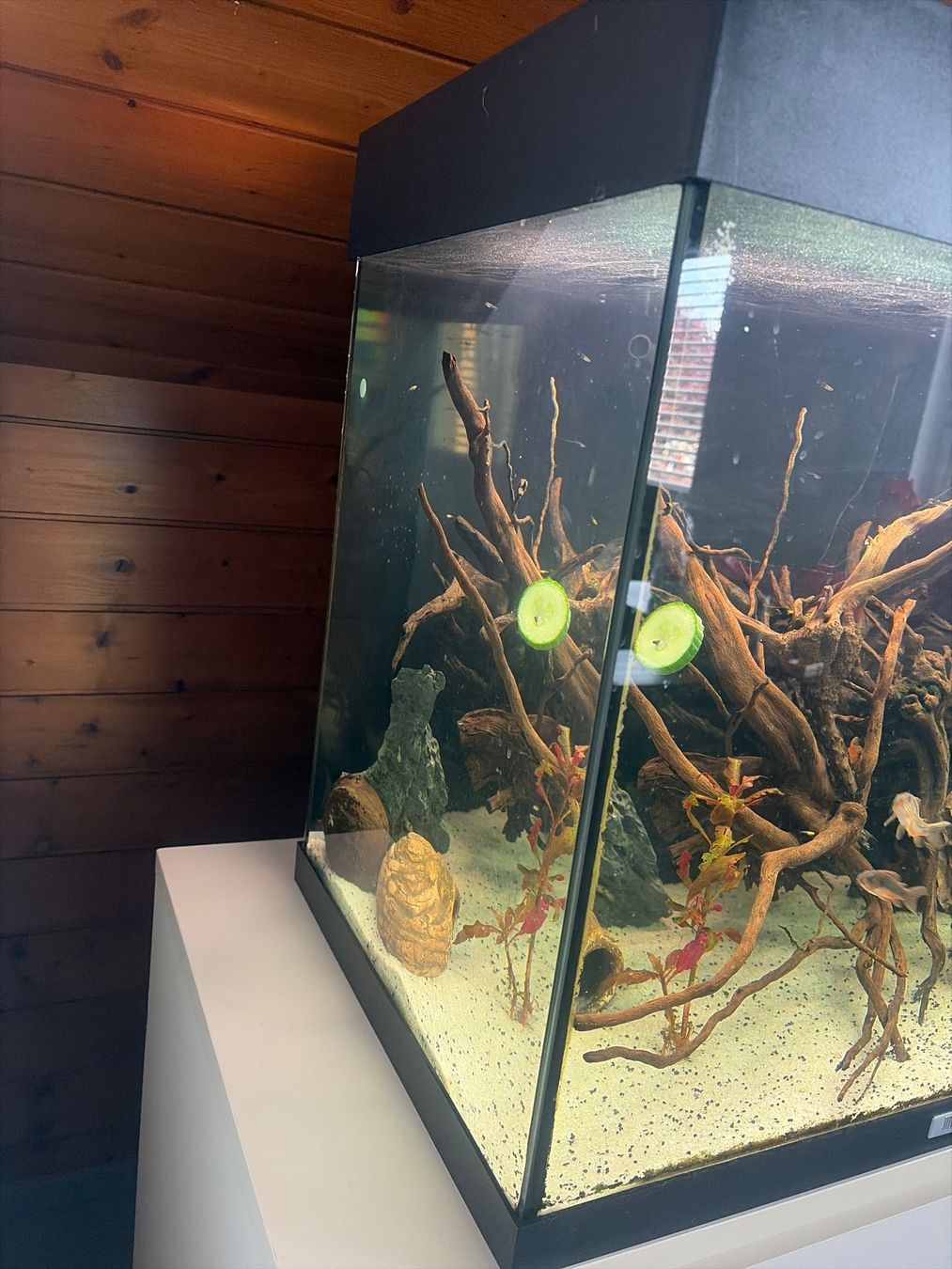 Acquari: Aquarium mit Schrank – Usato da Reinach AG venduto da joy_q2gl 2