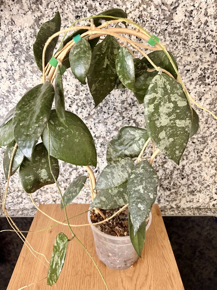 Piante & sementi: Hoya Caudata – Usato da Kaiseraugst venduto da dka_b97z