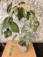 Hoya Caudata