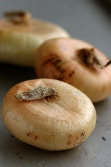 Piante & sementi: 300 Samen Zwiebel FLAT BORETANA – Nuovo (secondo la descrizione) da Ehrendingen venduto da VerveinaSamen 3