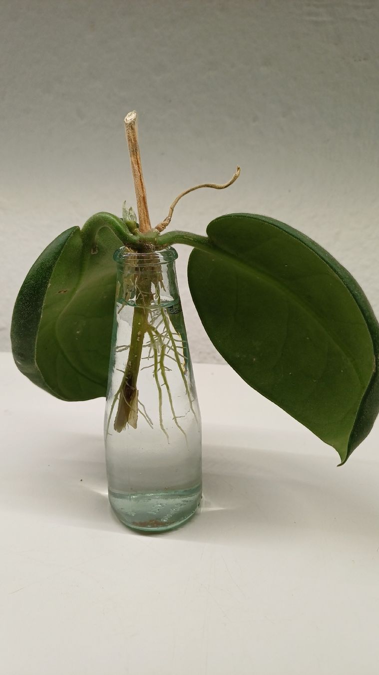 Piante & sementi: Hoya Calycina Stargazer – Usato da Bern venduto da uwi_8t7x 1