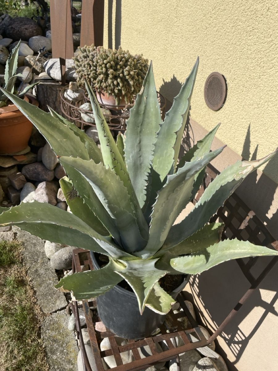 Pflanzen & Samen: Agave – Neu (gemäss Beschreibung) aus Veltheim AG von Bibi1946 4
