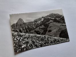 CHAMP de NARCISSES - DENT de JAMAN - ROCHERS de NAYE