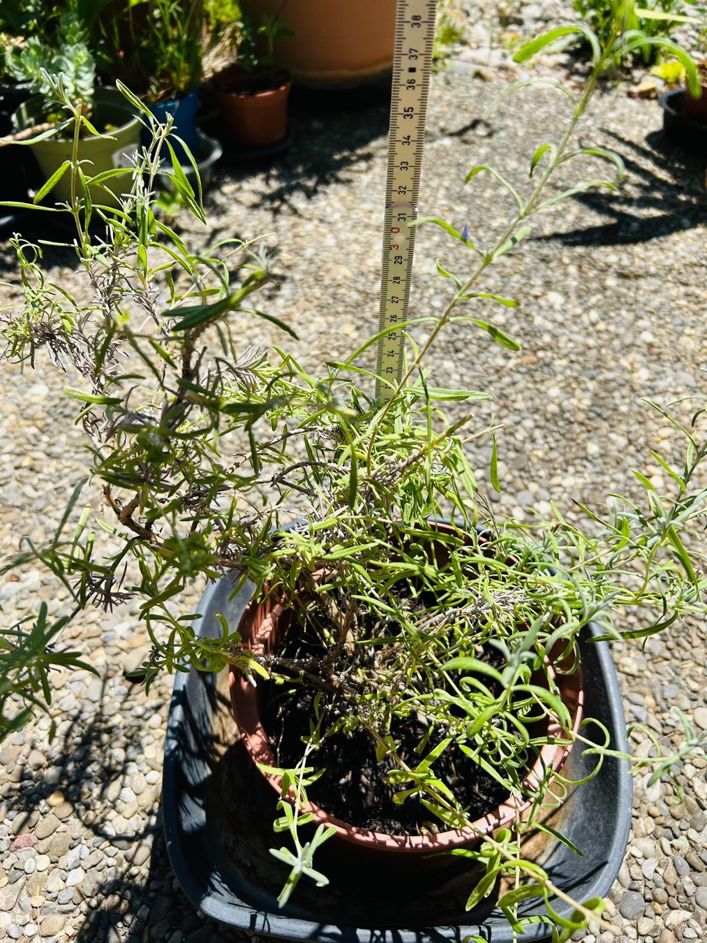 Piante & sementi: Lavandula Angustifolia - LAVENDEL – Nuovo (secondo la descrizione) da Buchs AG venduto da fischli610 3
