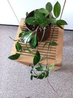 Prächtige Hoya Carnosa Splash - Zimmerpflanze - Hänger Nr. 2