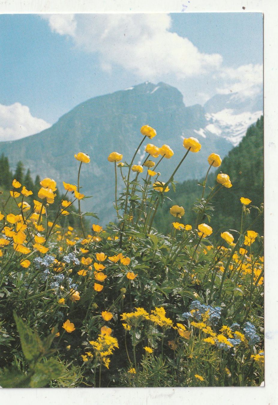 Cartoline postali: 10 Schöne Blumenkarten – Usato da Lumbrein venduto da made02 2