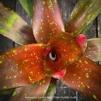 Neoregelia Cosmos  - einfach nur spektakuläre Blätter
