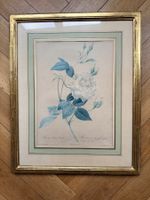 Original Orell Füssli Stich "Rosa Indica Cruenta"