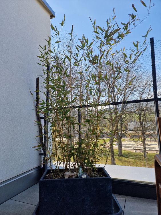 Bambus Gartenpflanze Balkonpflanze (Gebraucht) in Dietikon fr CHF 25  nur  Abholung auf Ricardo kaufen