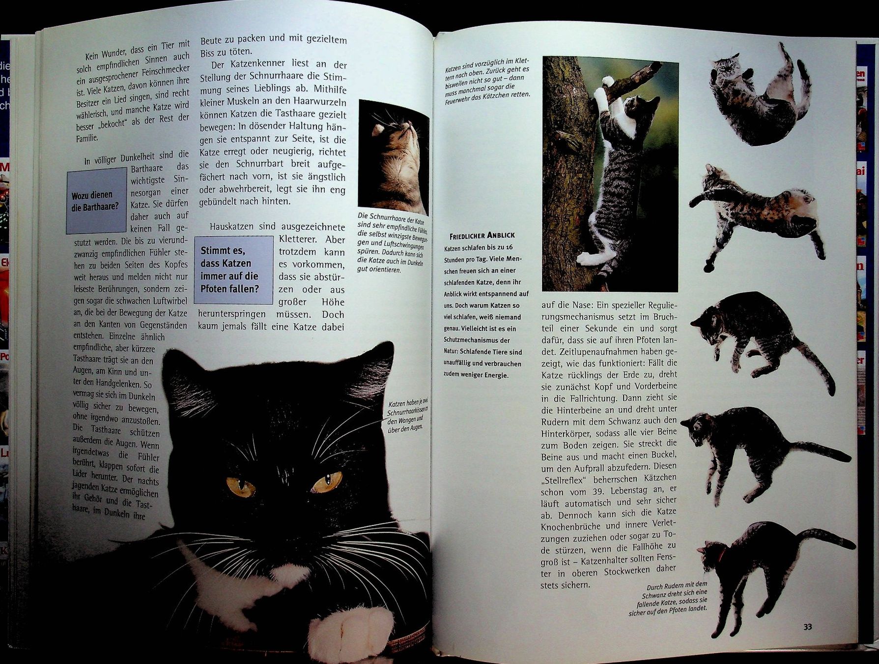 Livres: Was ist was Band 59 Katzen – D'occasion à Reitnau par Zaomir 7