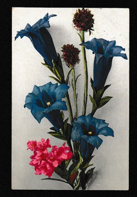 ENZIAN und ALPENROSEN 1924 Schiers (C3 (Gebraucht) in Ruggell für CHF 0 ...