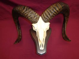 Mufflon, Geweihe, Trophäe, Horn, Dekoration, Jagd Abwurfst.