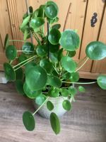 Grosse Pilea peperomioides