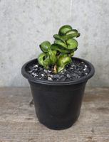 Hoya carnosa compacta ‚Mauna Loa‘