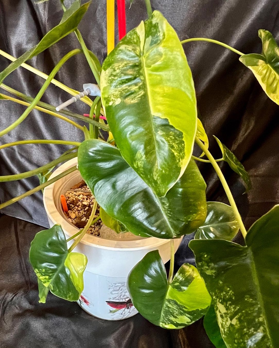 Piante & sementi: Philodendron burle marx variegated – Usato da Zofingen venduto da Erfolg1957 4