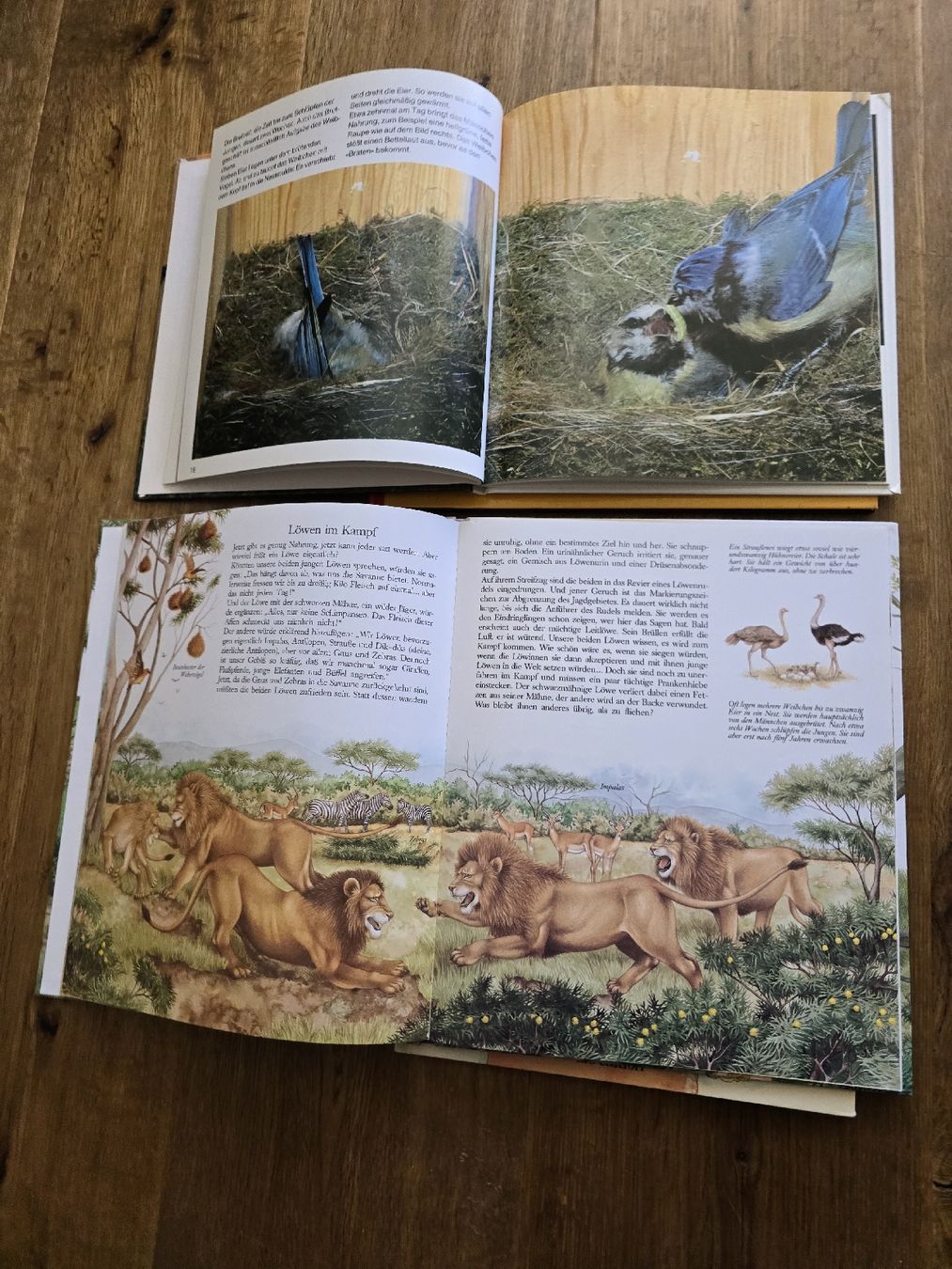 Libri: bücher für kinder – Usato da Wittenbach venduto da Tigerlili 6
