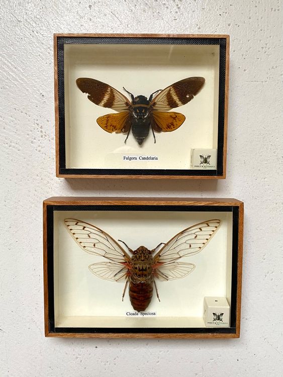 Transparente Acryl Sammelbox Proben Werkzeug Set Mit EVC Kunststoffeinsatz Proben Verteilbrett Und 100 Stück Edelstahlstifte. OLYCRAFT Insekten-Schaukasten