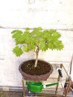 Acer Shirasawanum Aureum Bonsai