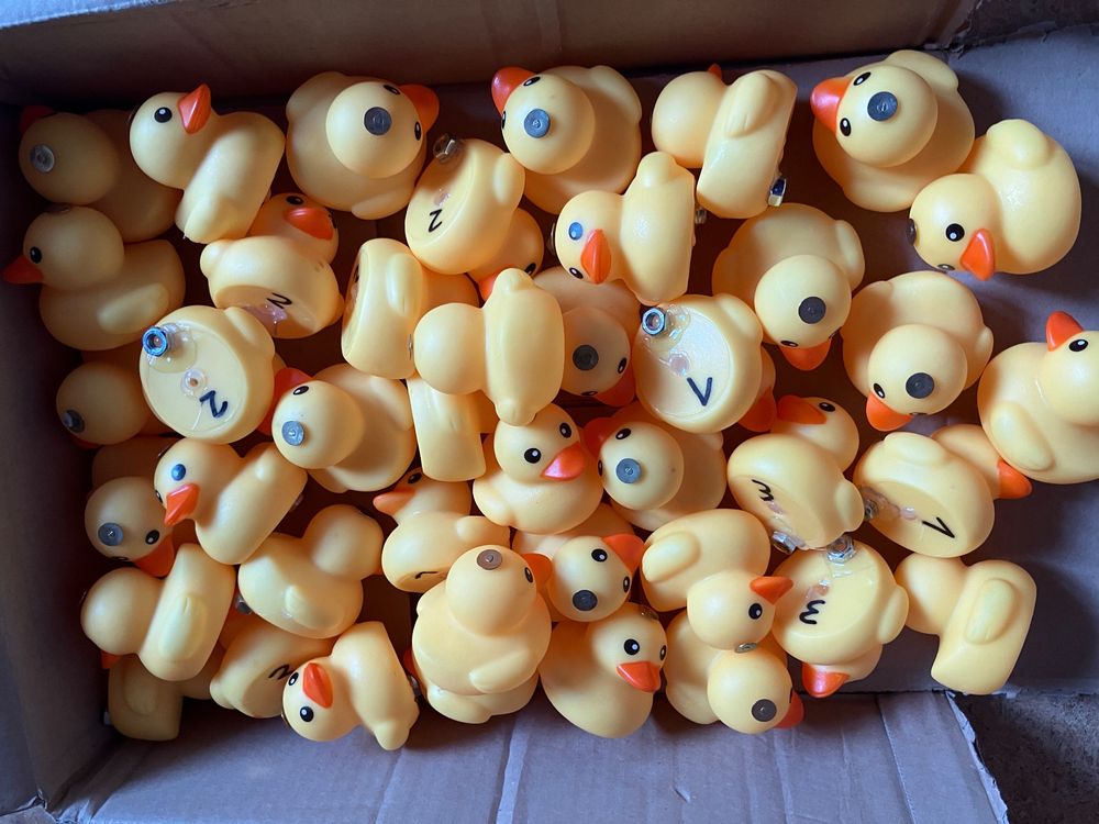 42 Badeenten Gummiente (zb. für Entli-Fischen) (Gebraucht) in Oberuzwil ...