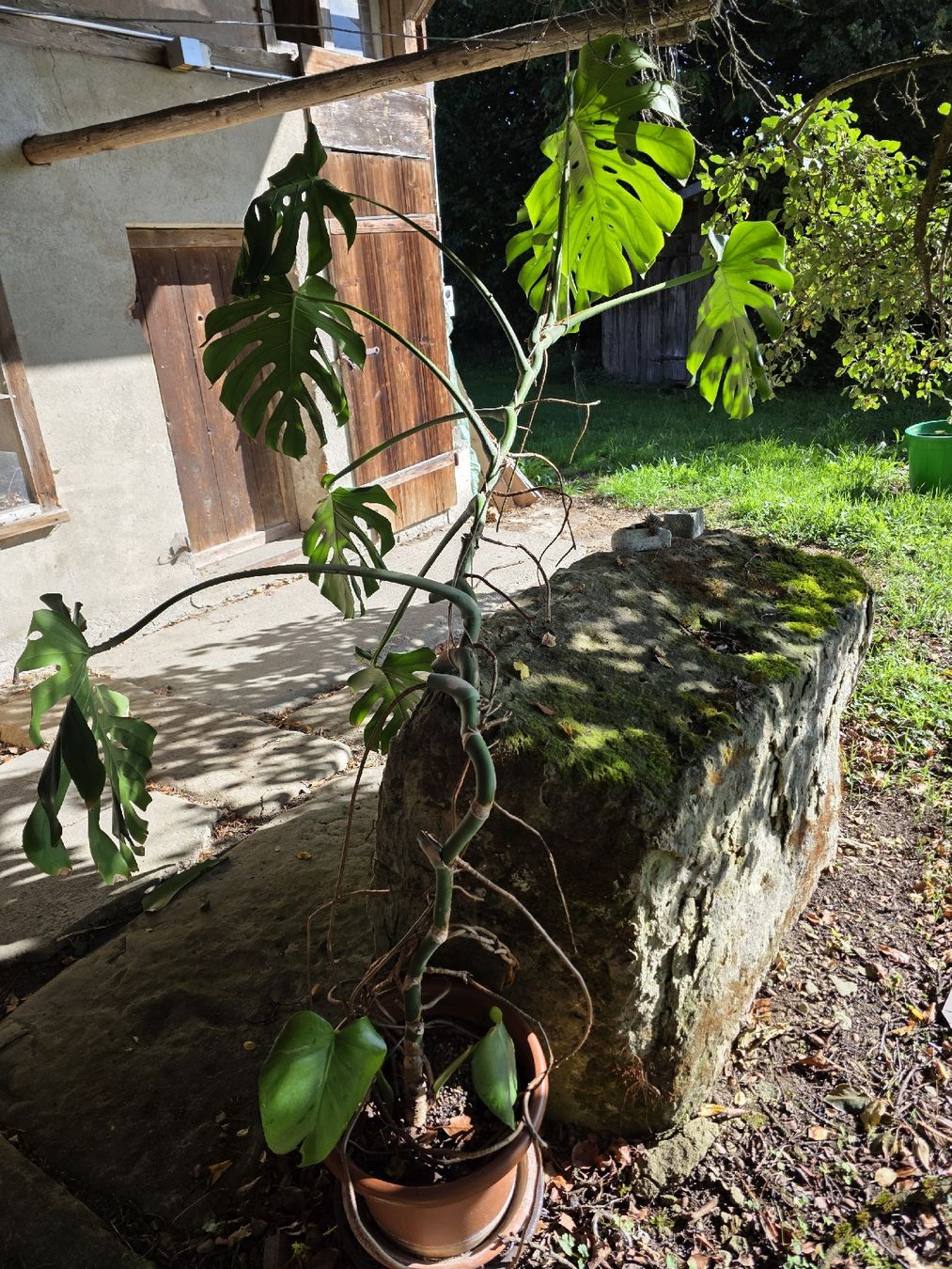 Piante & sementi: Philodendron – Usato da Uettligen venduto da rou_5p7t 1