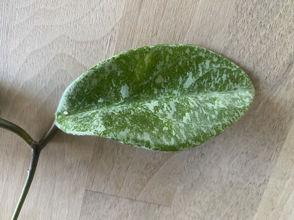 Plantes & graines: Ableger Hoya Nova Ghost – Neuf (Voir description) à Alchenflüh par smart- 1
