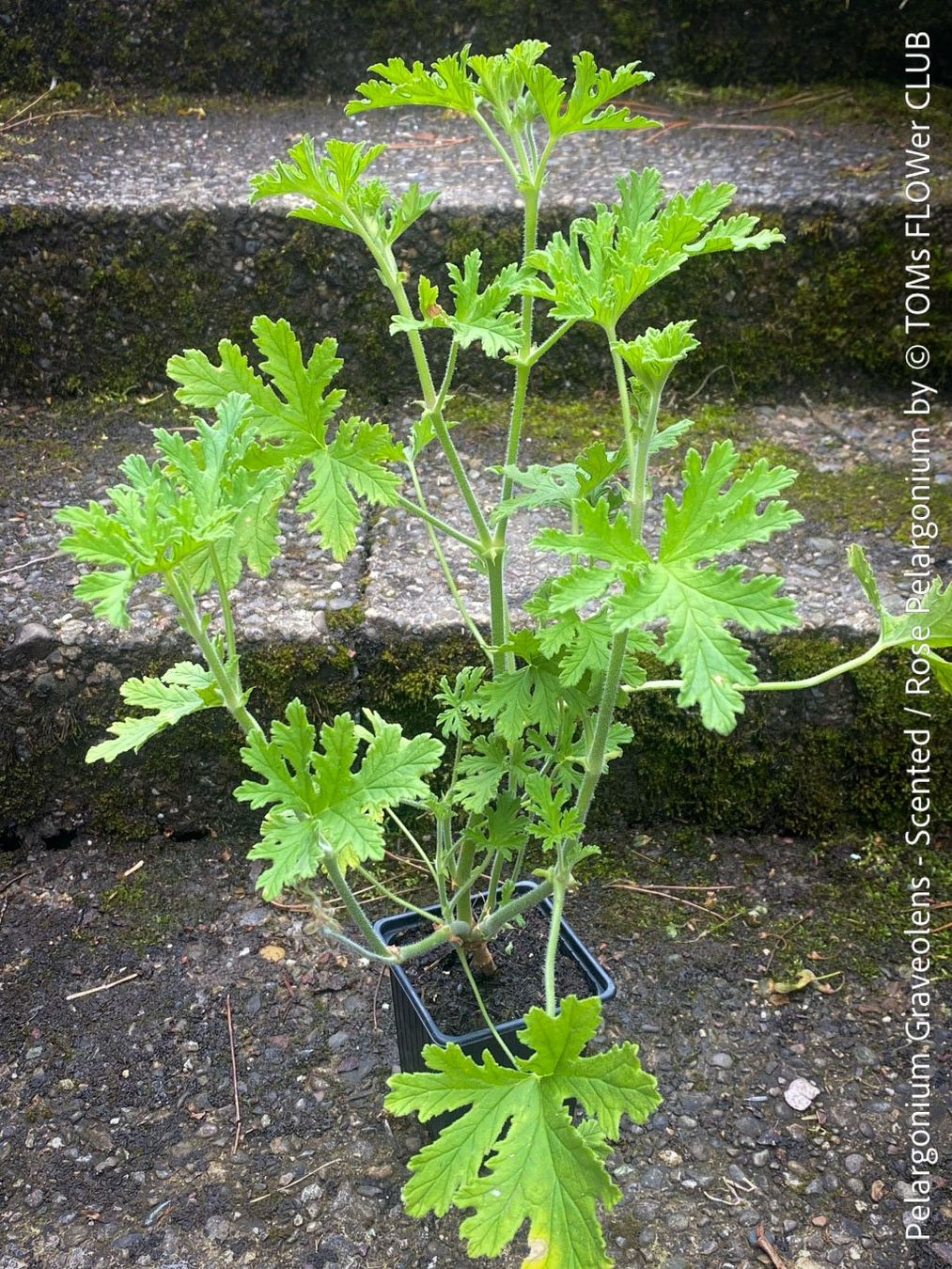 Plantes & graines: Pelargonium Graveolens - Duftpelargonium – Neuf avec emballage d'origine à Adliswil par astom369 5