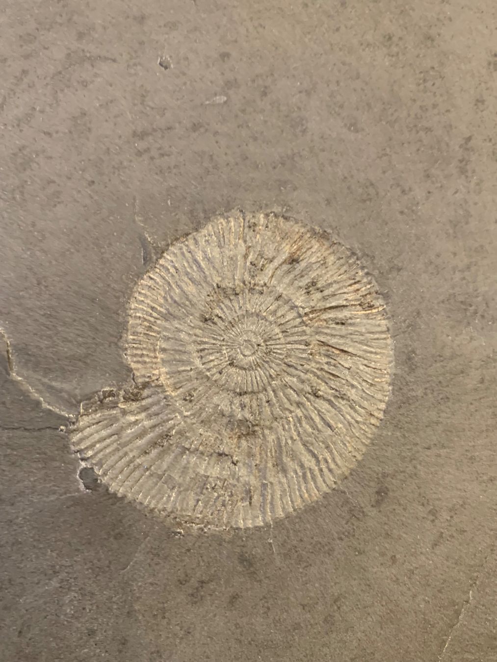 Fossili: Ammonit in Schiefer – Usato da Schwanden GL venduto da Cicala 2