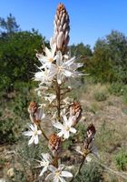 Großfrüchtiger Affodill - Asphodelus macrocarpus - 20 Samen