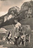 Alpstein SG – scena alpestre con pastore, mucca e cane G