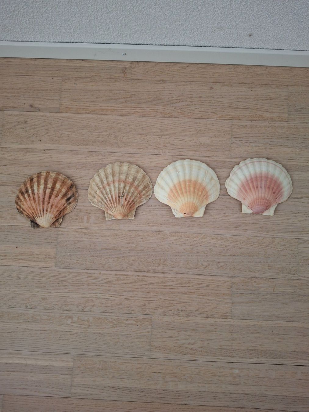 Tutte le decorazioni: 4 Schalen in Form von Muscheln – Usato da Dietikon venduto da Hwengi 1