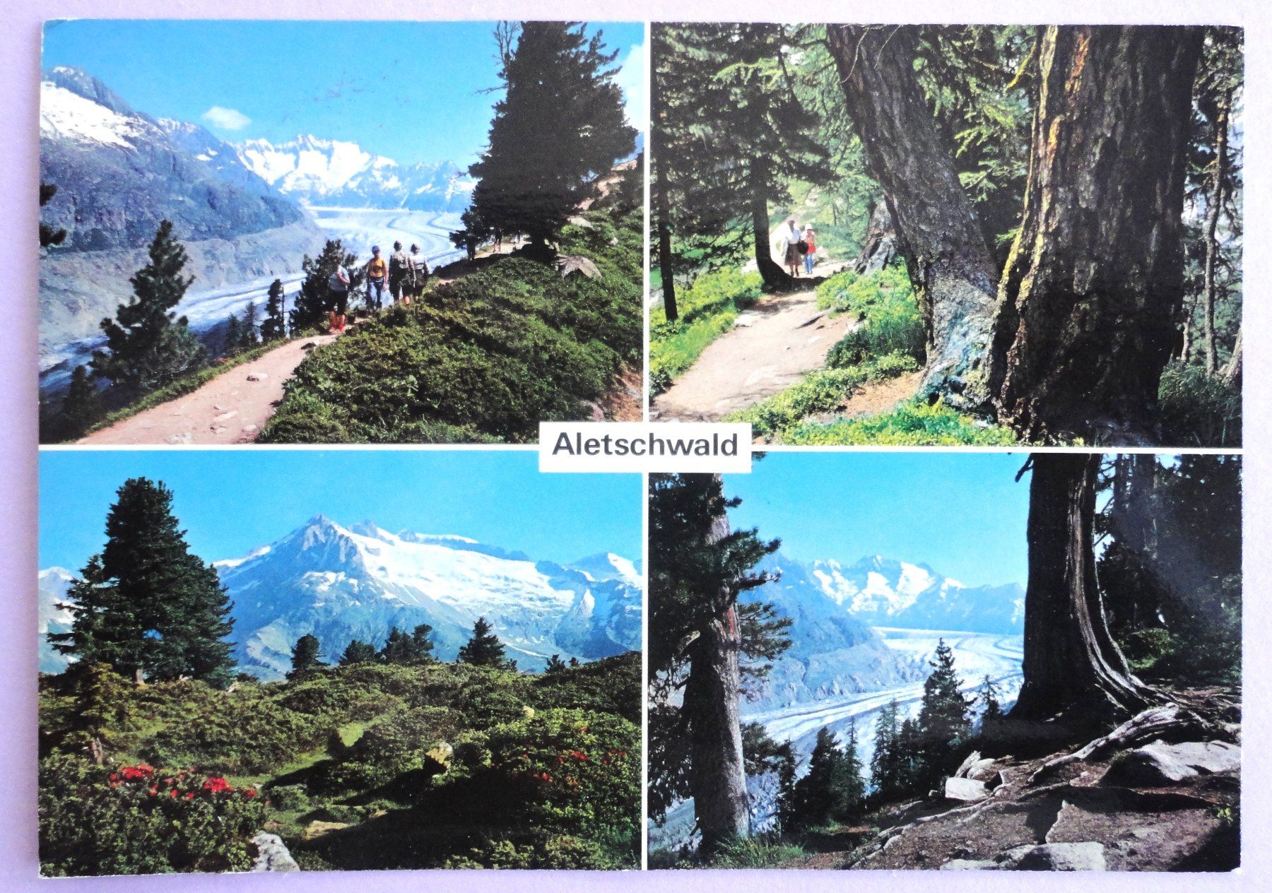 Cartoline postali: Naturschutzgebiet Aletschwald – Difettoso da Fétigny venduto da Billy2miny