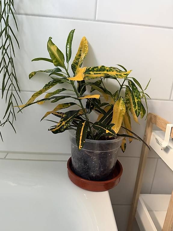 Plantes & graines: Codiaeum variegatum Sunny Star Croton – D'occasion à Spiez par Lunelu