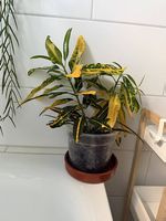 Codiaeum variegatum Sunny Star