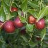 Grand Jujubier PLANT
