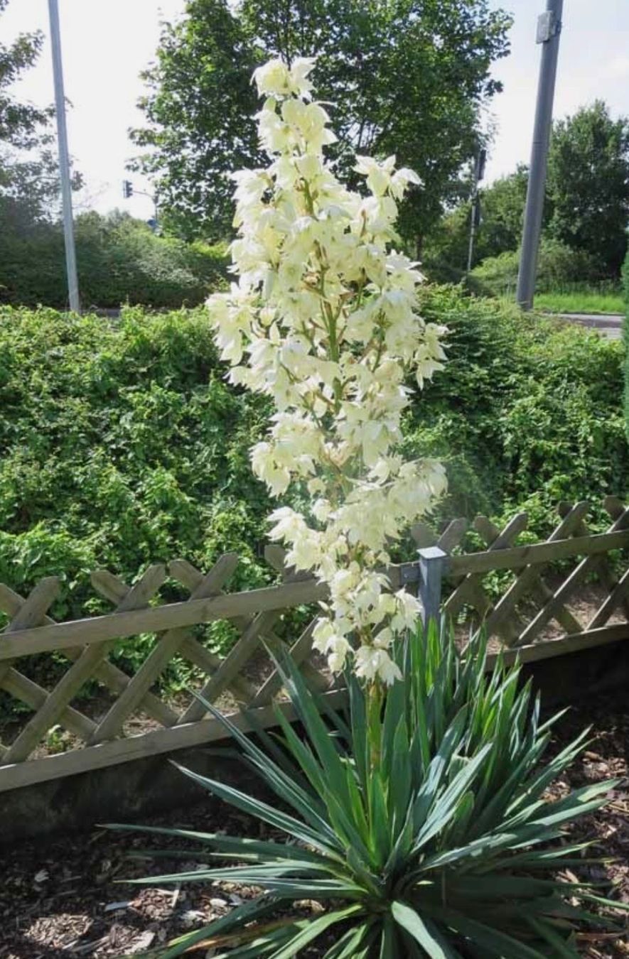 Pflanzen & Samen: YUCCA FLAMENTOSA ca 45 cm – Gebraucht aus Möhlin von mil_h55x 1