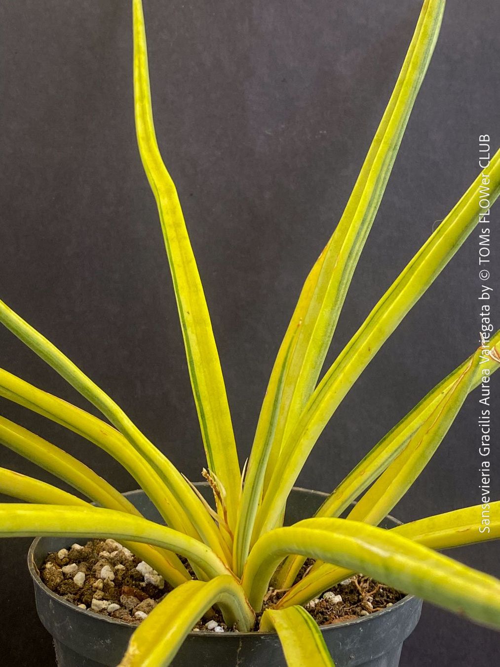 Piante & sementi: Sansevieria Gracilis Aurea Variegata - einzigartig goldig – Nuovo e nell'imballaggio originale da Adliswil venduto da asTOMas963 3