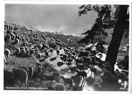 Bündner Oberland Heimkehrende Schafe