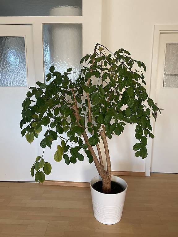 Plantes & graines:  Schöne Zimmerpflanze/ Baum – D'occasion à Zürich par ricazh8 1